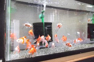 Fish for sale at the pet store