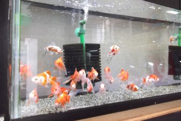 <p>Fish for sale at the pet store</p>