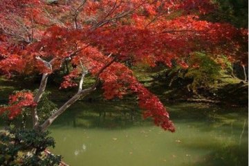 池边的红叶