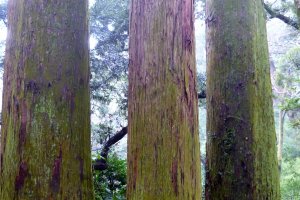 Sanbonsugi, the three cedars