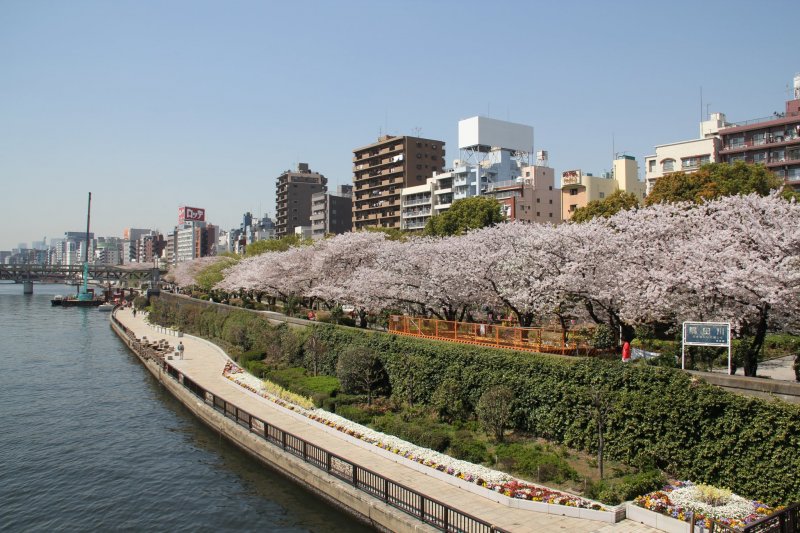 Cherry blossoms in full bloom along the river at Sumida Park