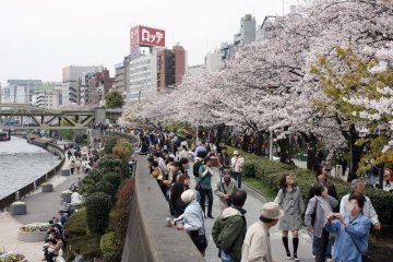 Visitors enjoying a stroll in spring in Sumida Park