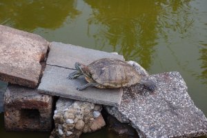 A turtle enjoying itself in Arakawa Nature Park
