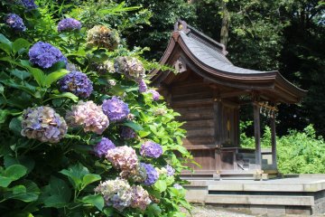 Japan's Summer Flowers