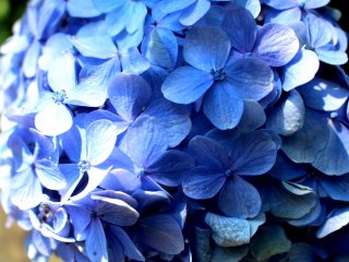 Bright blue ajisai