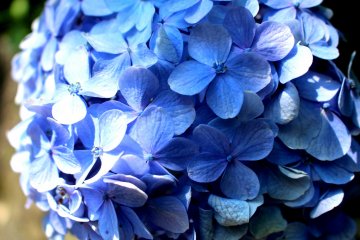Bright blue ajisai
