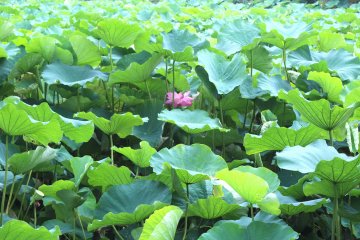 The lotus pond of Ueno Park
