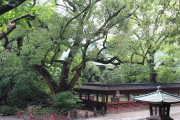 Большие деревья храма Нэдзу