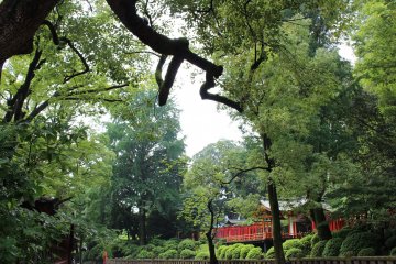Big trees of Nezu Jinja
