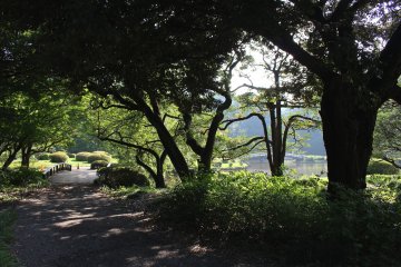 Тенистые места парка Синдзюку Гёэн