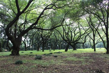 Сакура в парке парка Синдзюку Гёэн