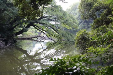 Один из зелёных уголков парка Синдзюку Гёэн 