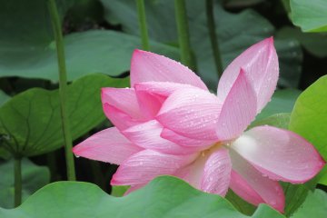 Lotus in Ueno Park
