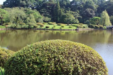 Зелень парка Синдзюку Гёэн
