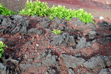 Flowers blooming in the volcanic soil