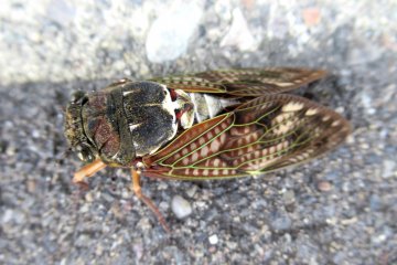 A cicada found and rescued