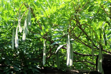 Pods of fuji (wisteria)