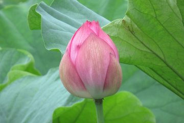 Lotus is an amazing flower...