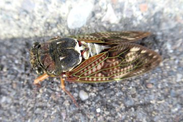 Найденная на дороге и спасённая цикада