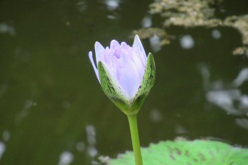 Другой вид водяной лилии