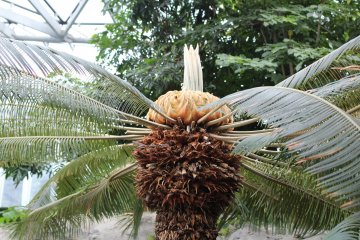 Интересная верхушка пальмы