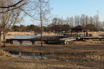 Even in winter, the expanse of Toneri Park can't be ignored