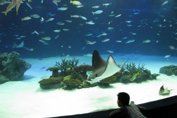 The aquarium at Sunshine City