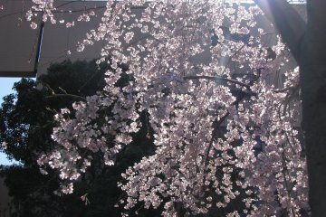 Wonderful sakura