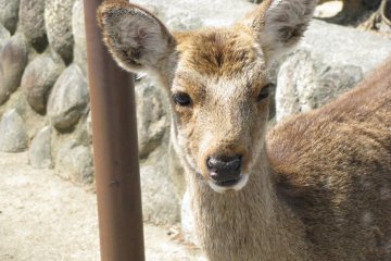 The deer of Miyajima