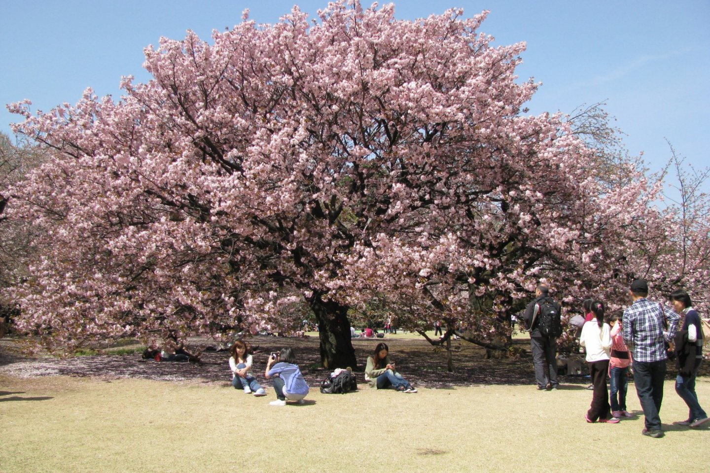 Cherry Blossoms, Animals and the Edge of the Earth - Culture