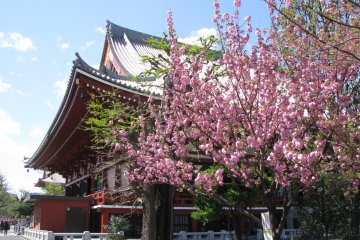 Sakura at Senso-ji temple