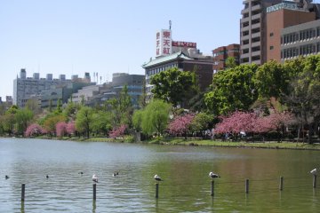 Парк Уэно весной