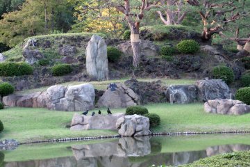 In Rikugien Garden, karasu were the 'hosts'