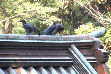 Some noisy crows in Enoshima