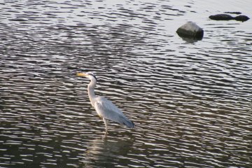 A heron looking for fish