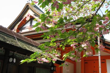 Late sakura in Yasaka Jinja