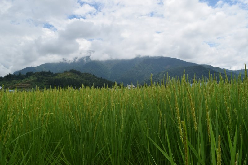 The Uonuma area is famous for rice and sake