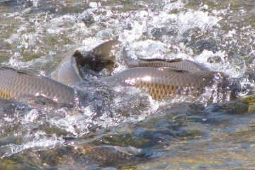 Huge carp fighting in water