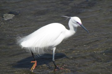 A white heron