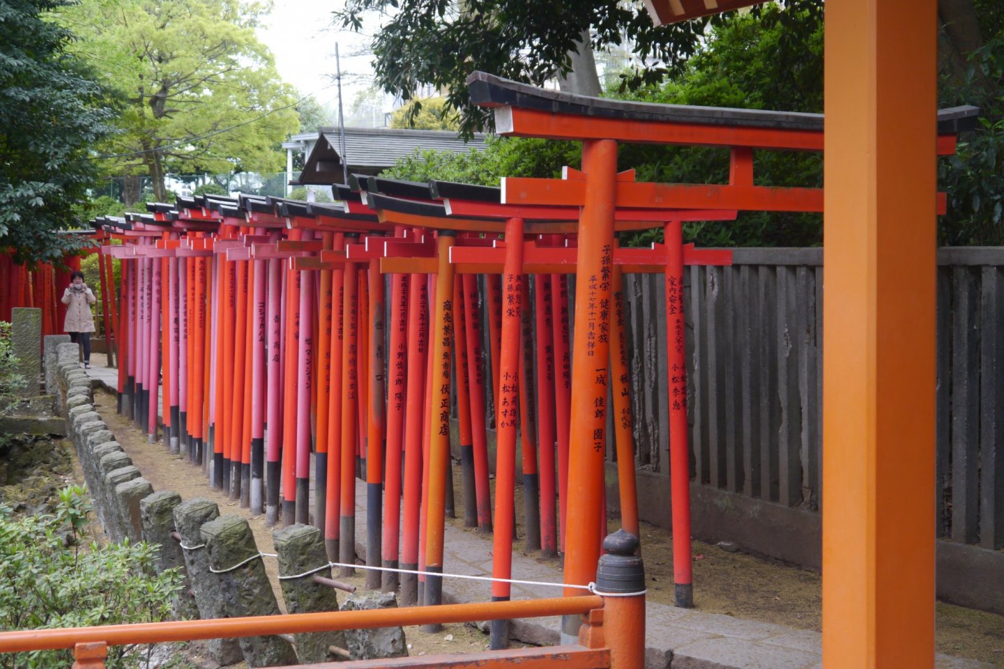 Nezu Shrine\'s famous red torii gates