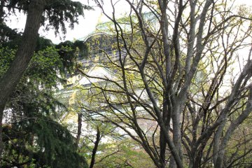 Замок Осака окружён деревьями