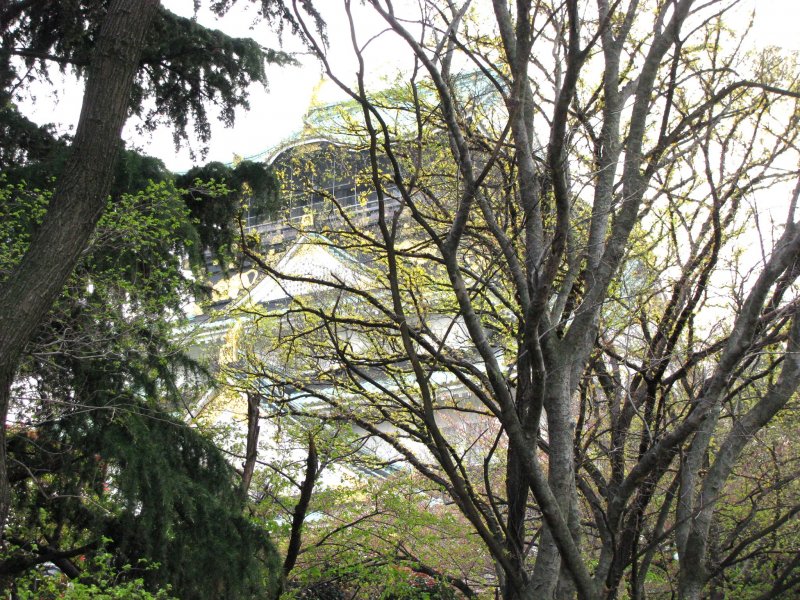 Замок Осака окружён деревьями