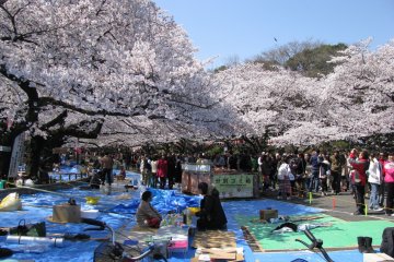 Reserved spots in Ueno Park during hanami