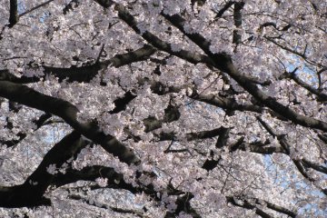 Wonderful view of sakura