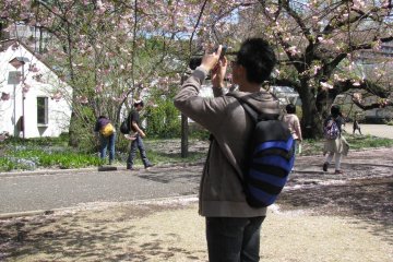 The sakura bloom every year and still it's appealing for photographers!