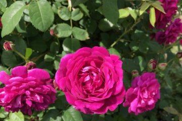 More beautiful roses