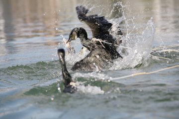 Tethered by rope, cormorant scoop up the sweetfish