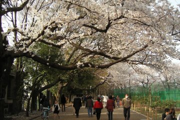 Blossoms blooming at Hanegi Park