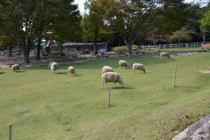 羊たちが草を食んでいます