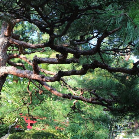 The Iconic Trees of Japan